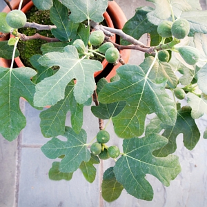 Ficus Fignomenal Dwarf Fig